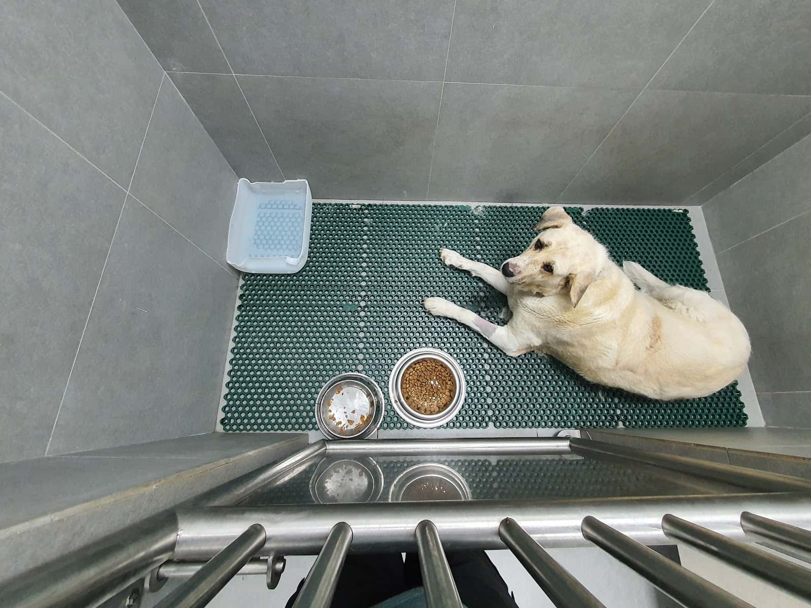 veterinarios la caridad veterinario centro en la caridad en asturias principalImage ADOPTA Sitios Pet Friendly
