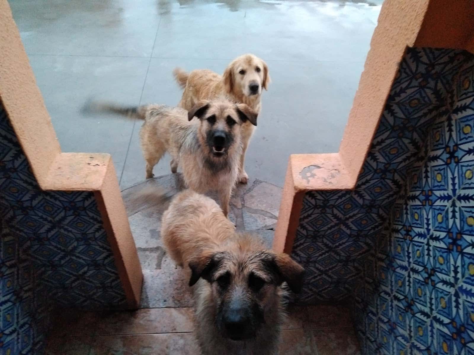 Veterinaria la Quintana