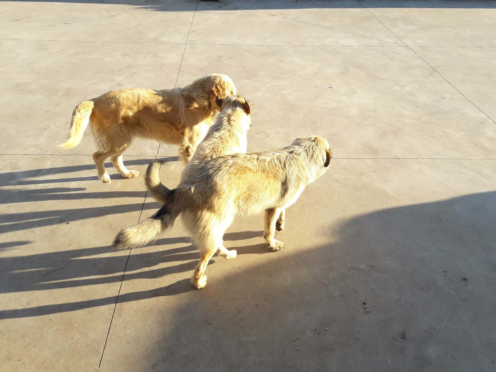 Veterinaria la Quintana