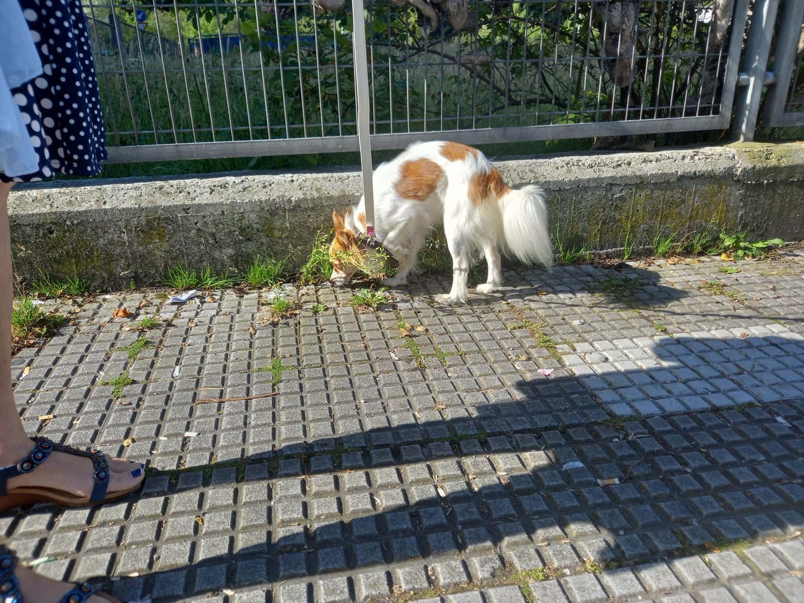 La Veterinaria de Sotrondio