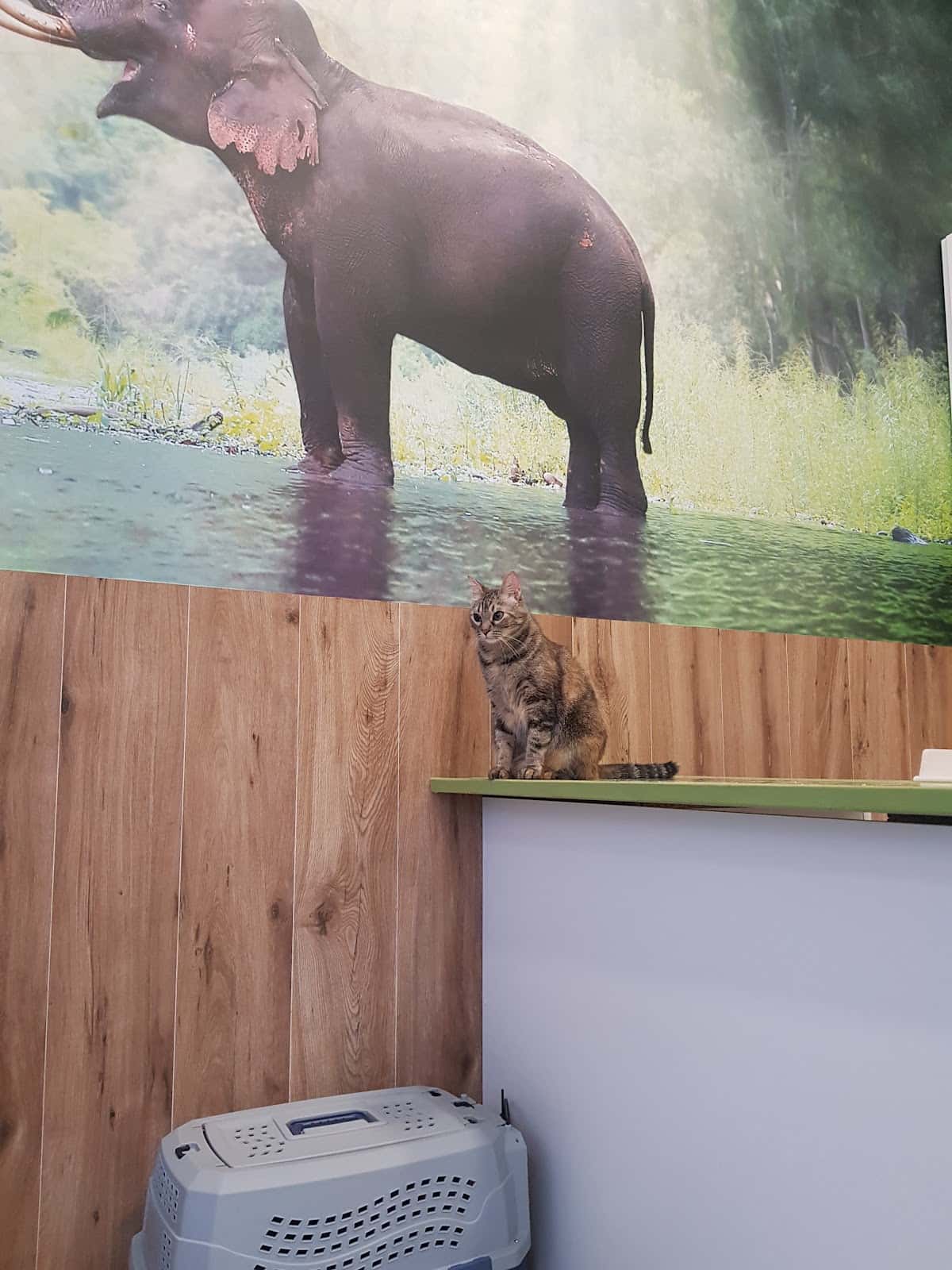 Centro Veterinario Malawi