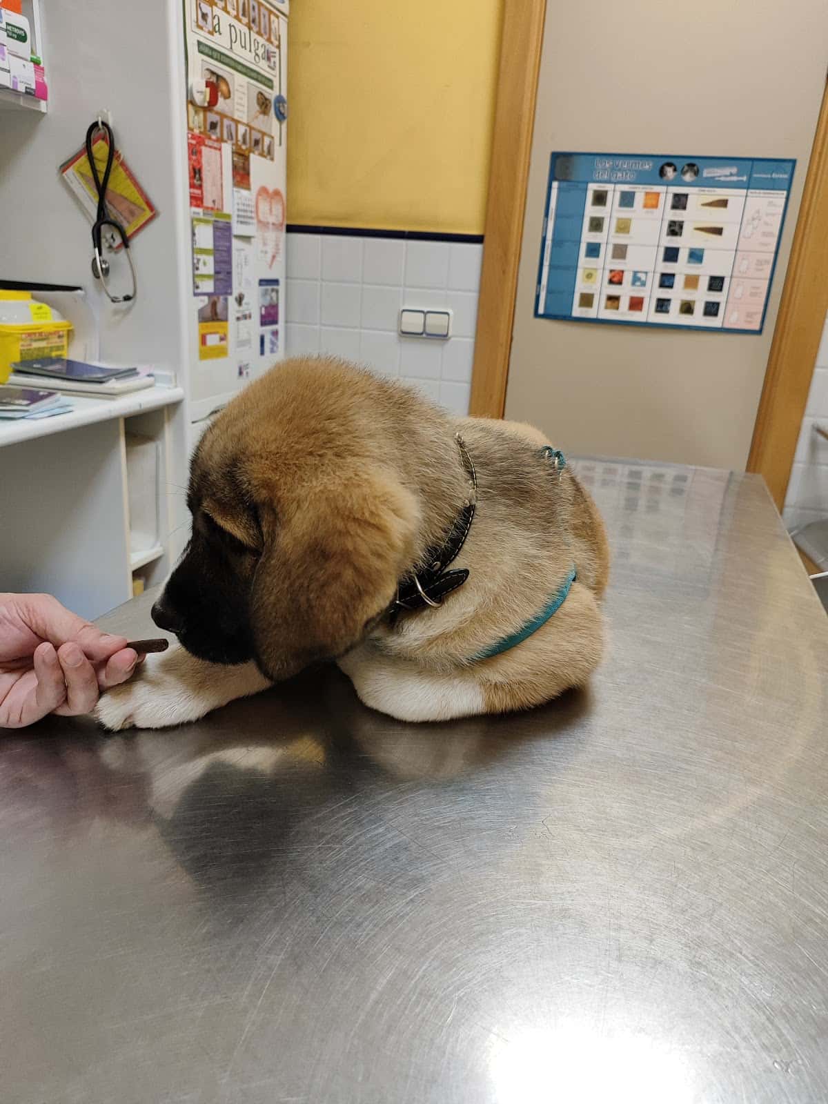 Clínica Veterinaria Vetusta