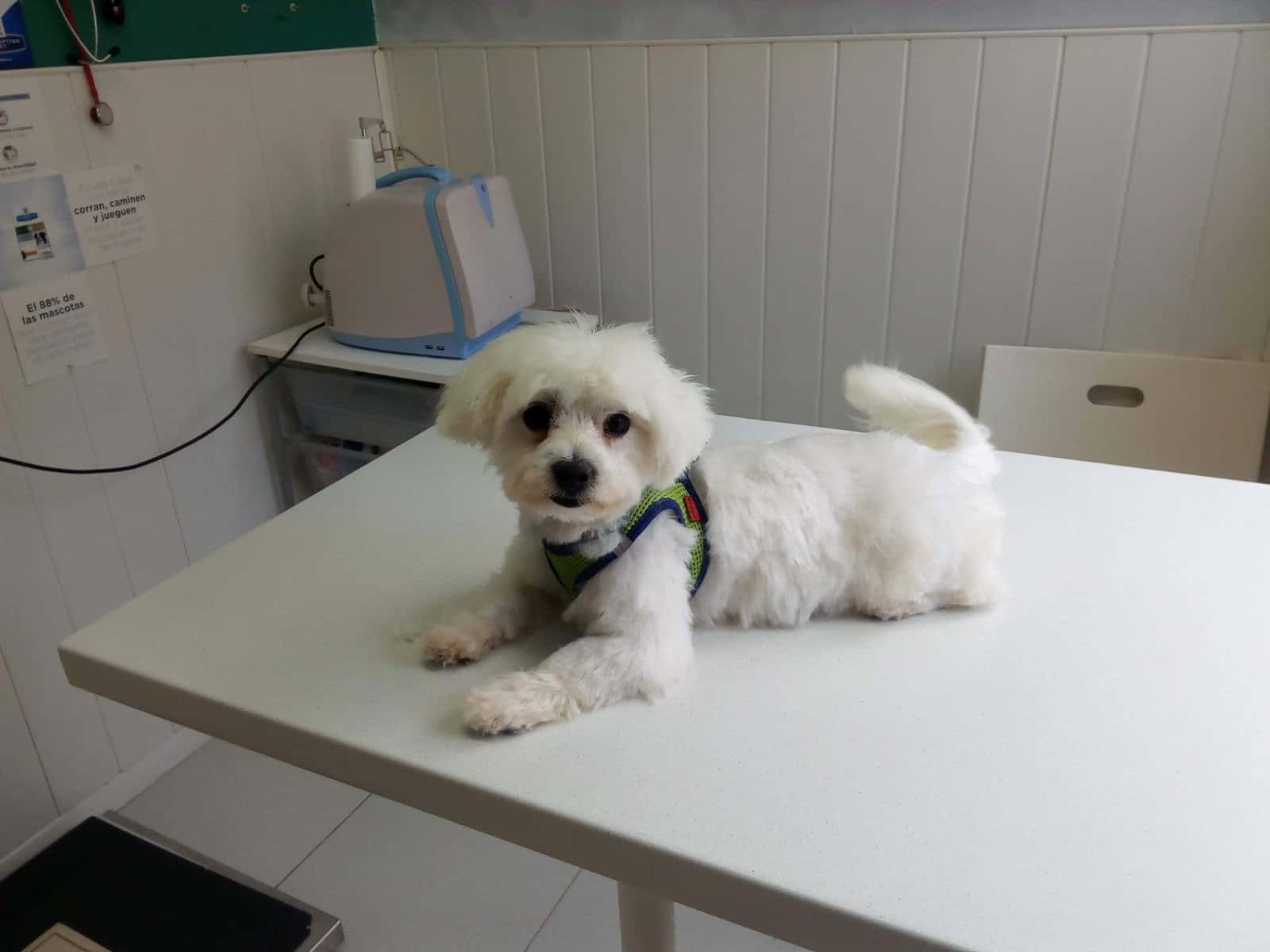 Clínica Nueva Veterinaria