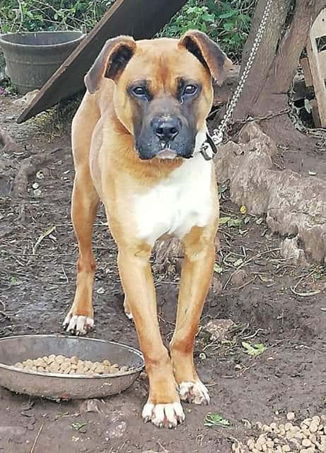 Clínica Nueva Veterinaria