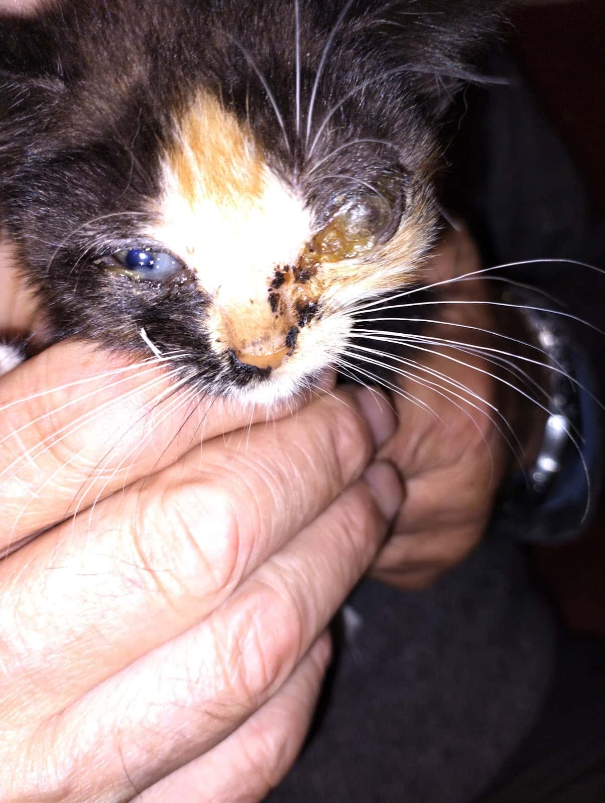 Clínica Veterinaria Llanesvet
