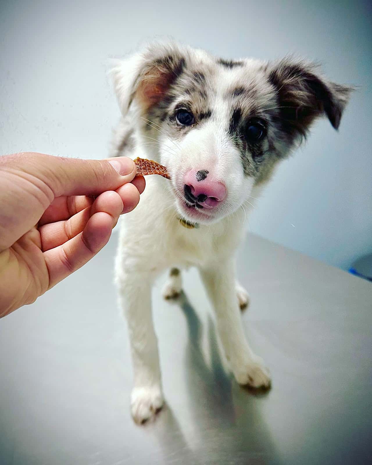 Clínica Veterinaria Llanesvet