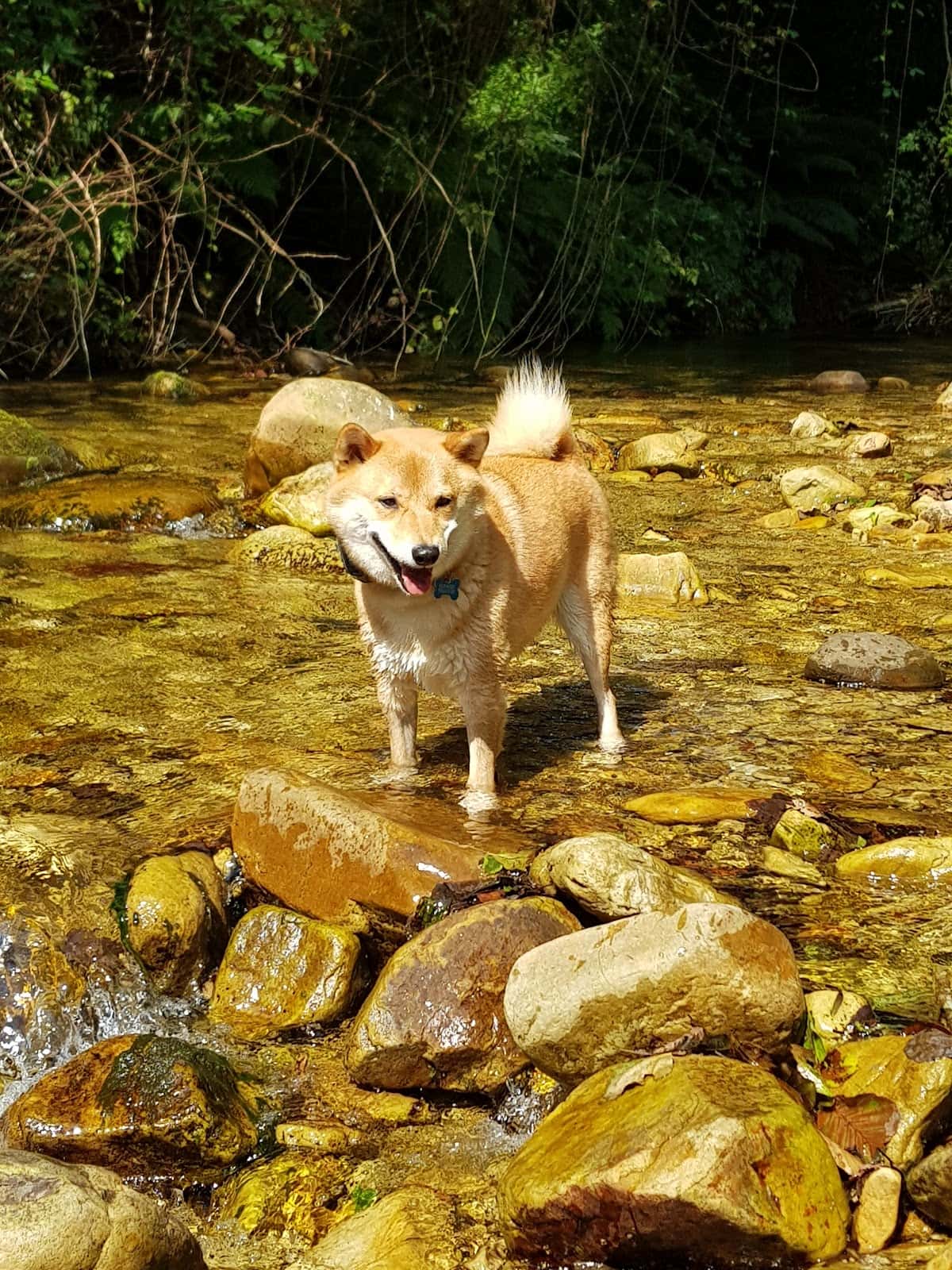 Clínica Veterinaria Saro