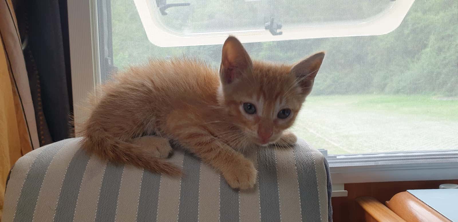 Clínica Veterinaria Saro