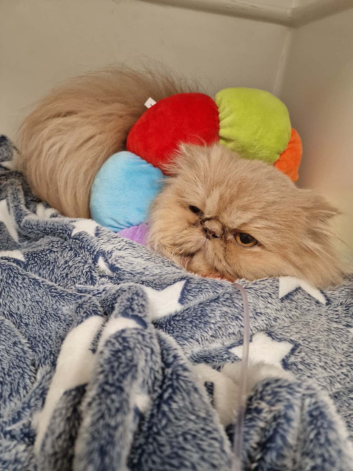 Hospital Veterinaria El Berrón