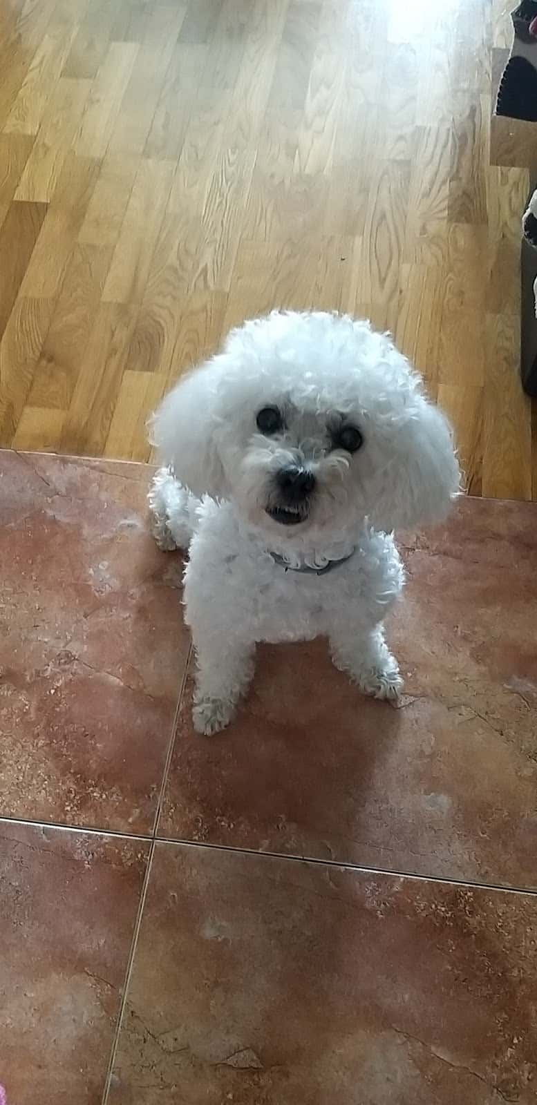 Hospital Veterinaria El Berrón