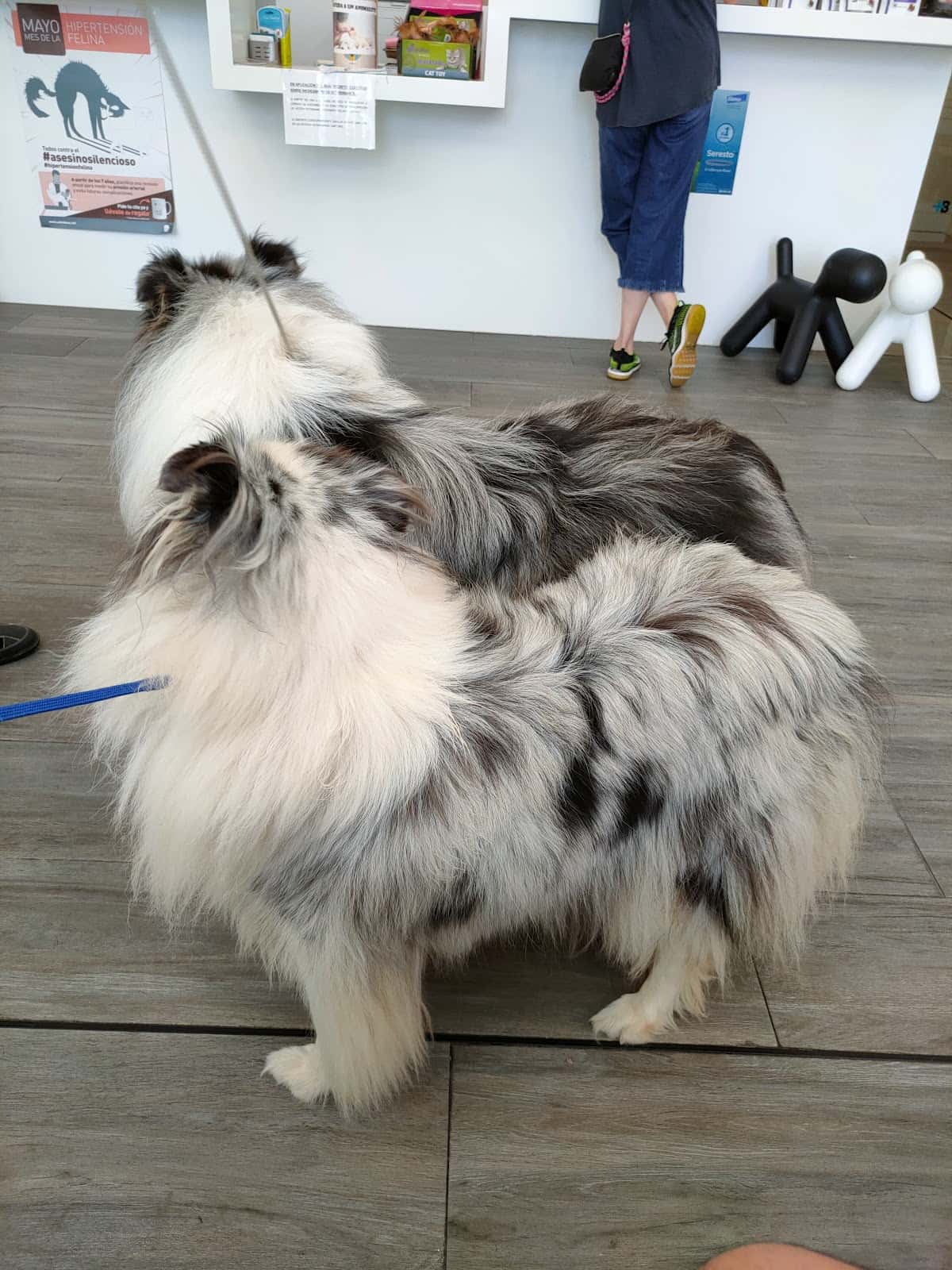 Hospital Veterinaria El Berrón