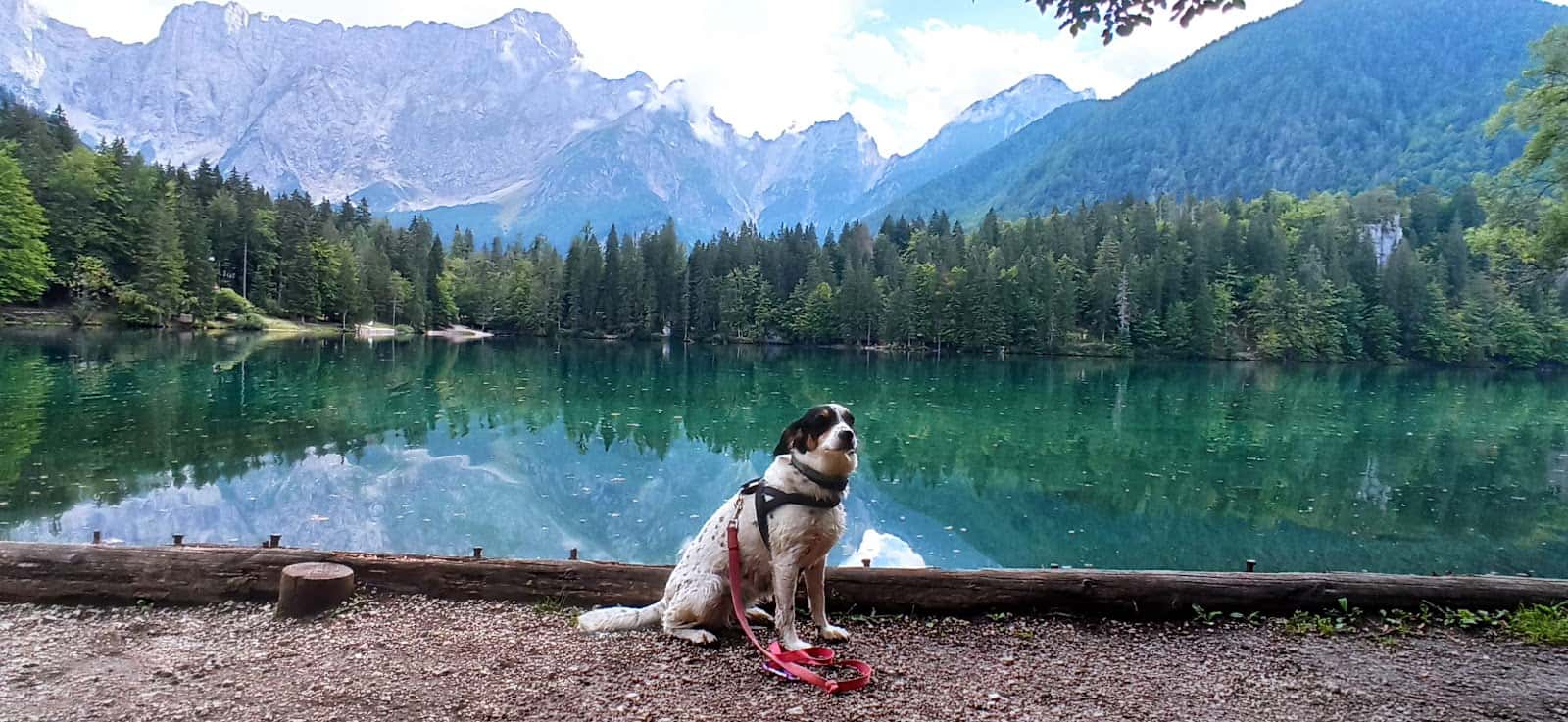 Clínica Veterinaria Les Campes