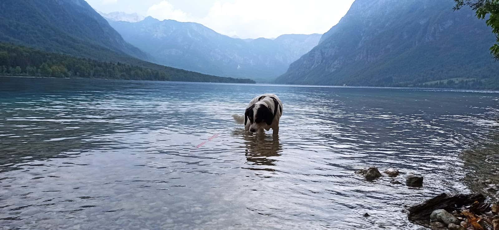 Clínica Veterinaria Les Campes