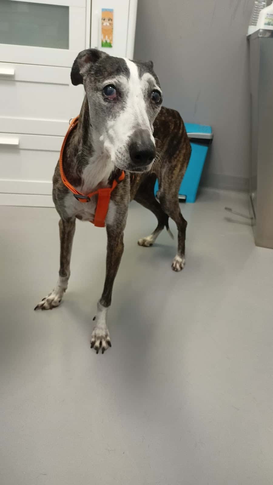 CENTRO CLÍNICO VETERINARIO ÁLVARO NAVA