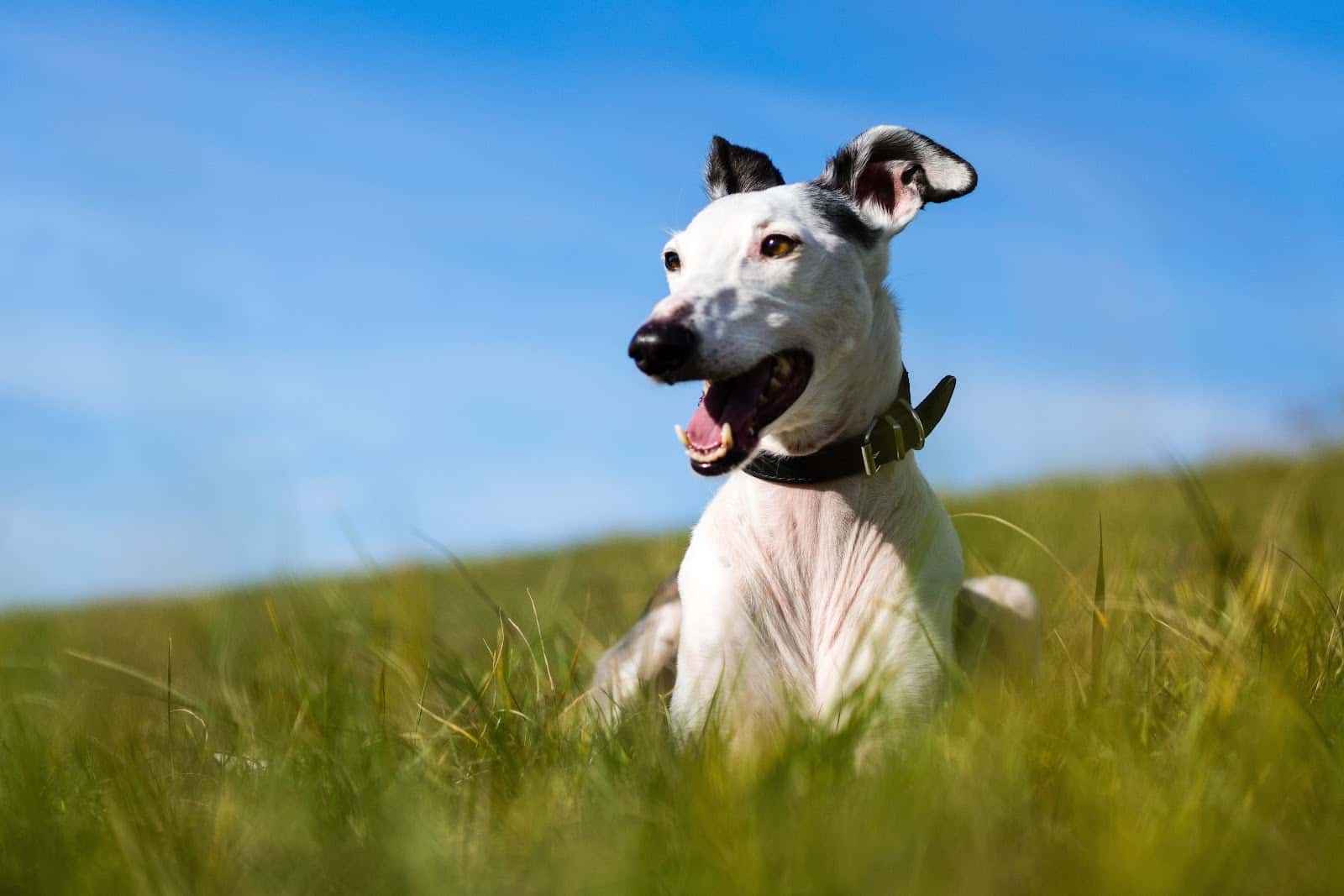 CENTRO CLÍNICO VETERINARIO ÁLVARO NAVA