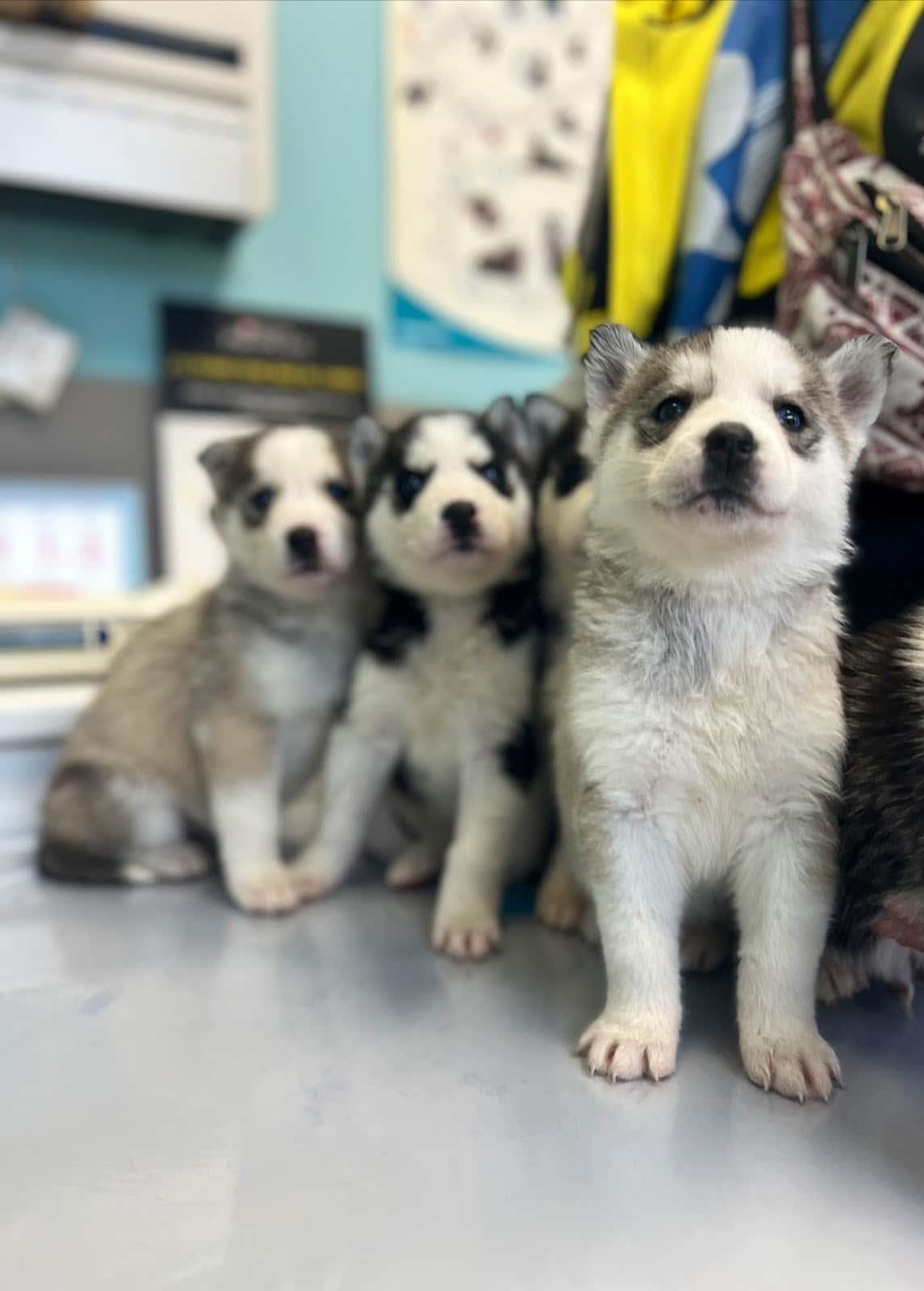 CENTRO CLÍNICO VETERINARIO ÁLVARO NAVA