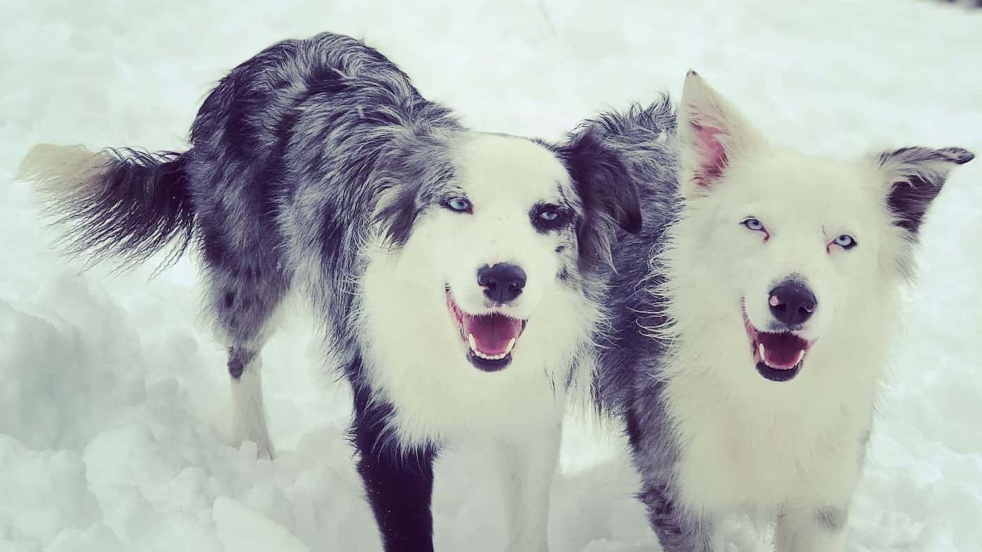 centro clinico veterinario alvaro nava veterinario clinica en el berron en asturias principalImage ADOPTA Sitios Pet Friendly