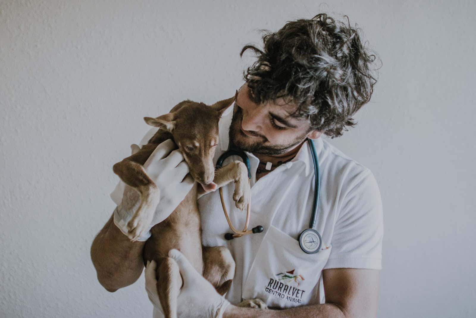 ruralvet centro animal veterinario centro en grijota en palencia principalImage ADOPTA Sitios Pet Friendly