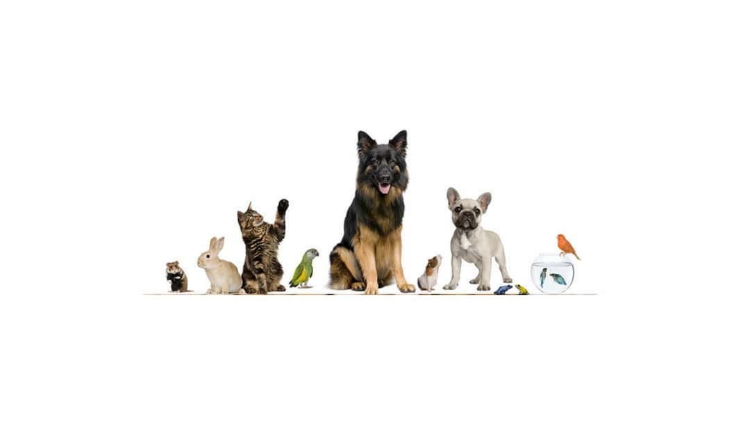 consultorio veterinario rivet veterinario centro en medina de rioseco en valladolid principalImage ADOPTA Sitios Pet Friendly
