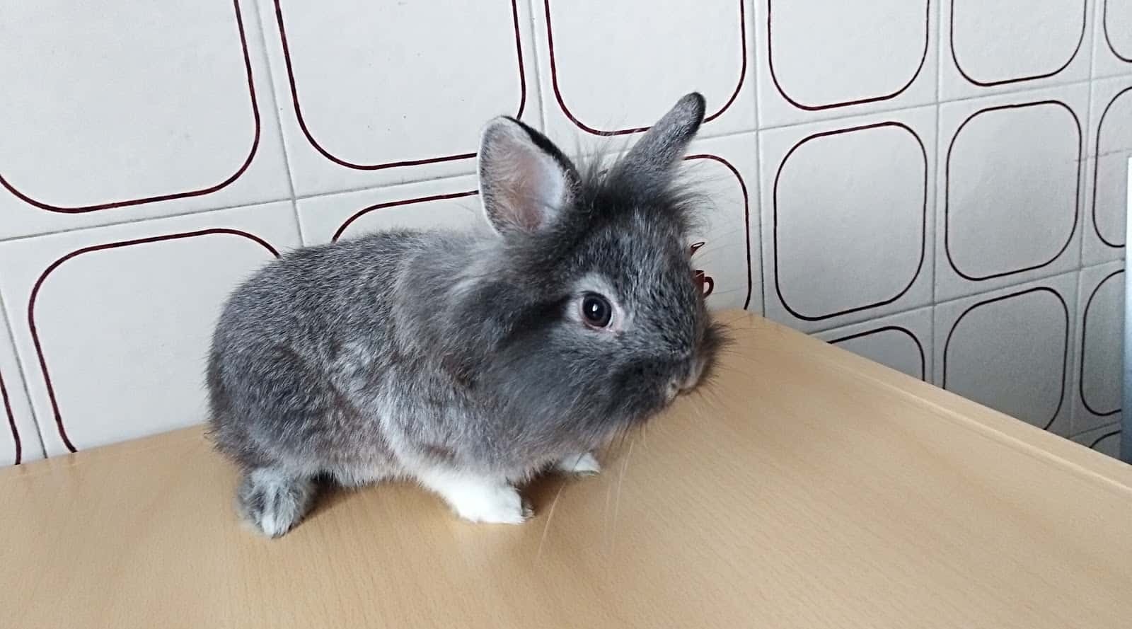 Centro Veterinario Martínez