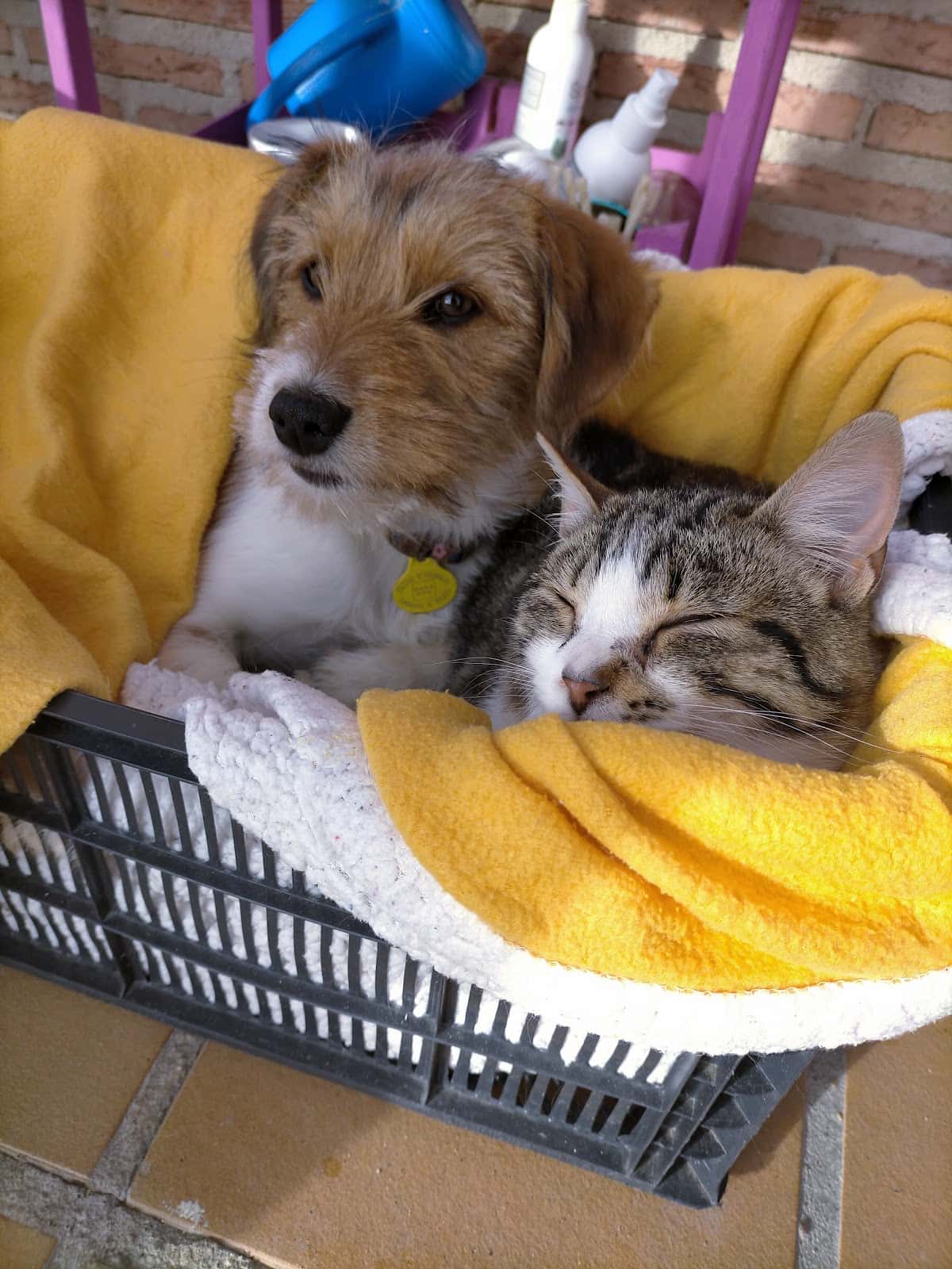CLÍNICA VETERINARIA LA ESTACIÓN