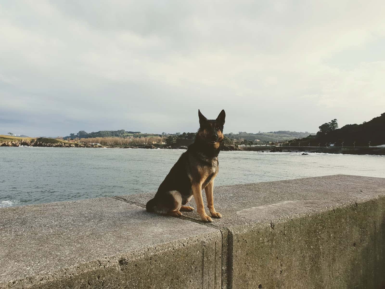 CLÍNICA VETERINARIA LA ESTACIÓN