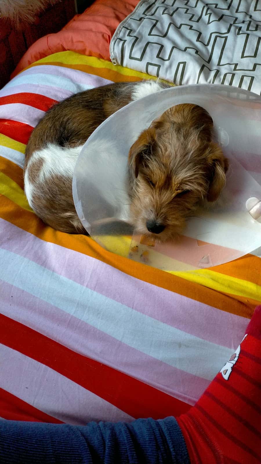 CLÍNICA VETERINARIA LA ESTACIÓN