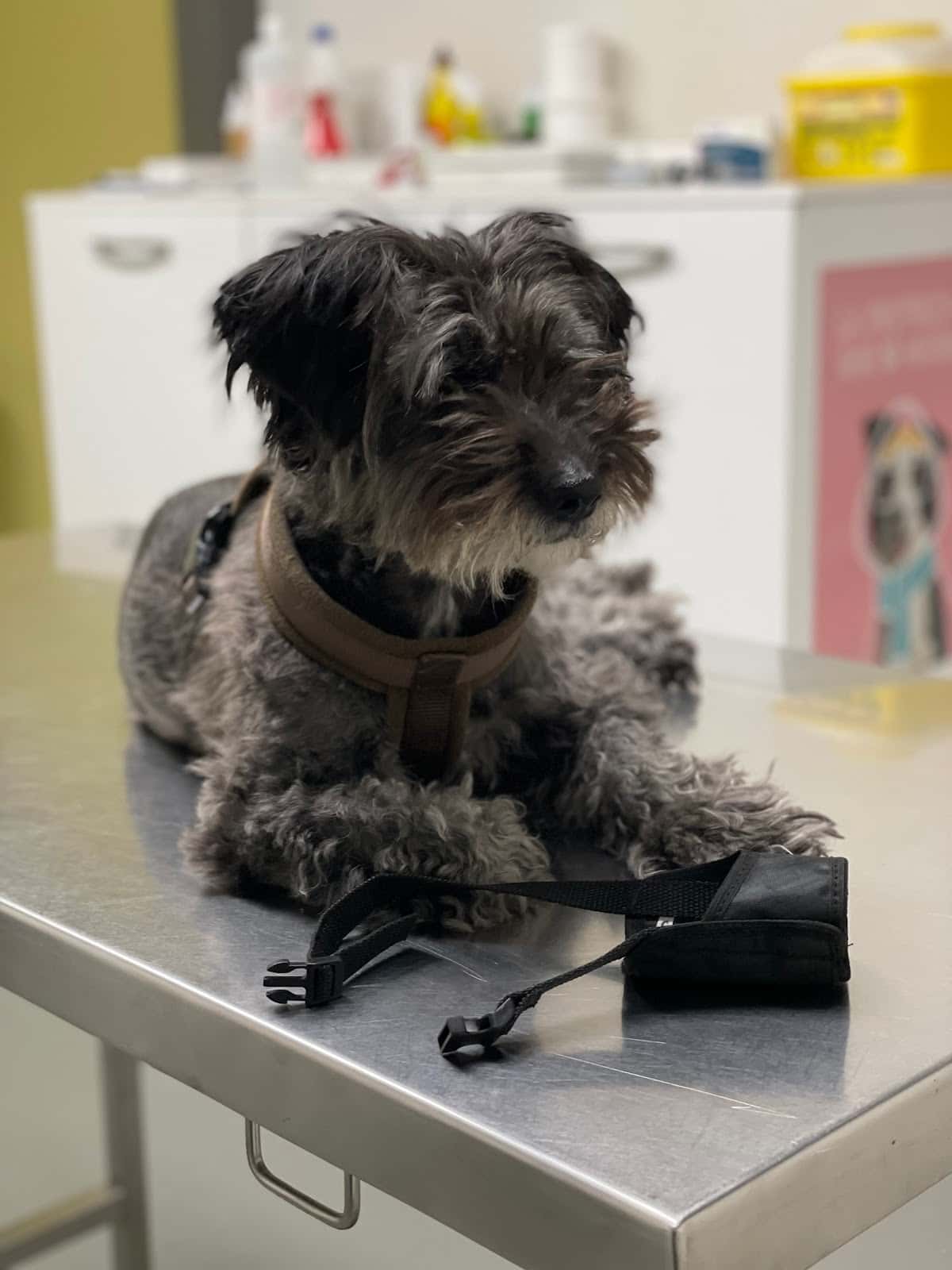 Clínica Veterinaria Don Can