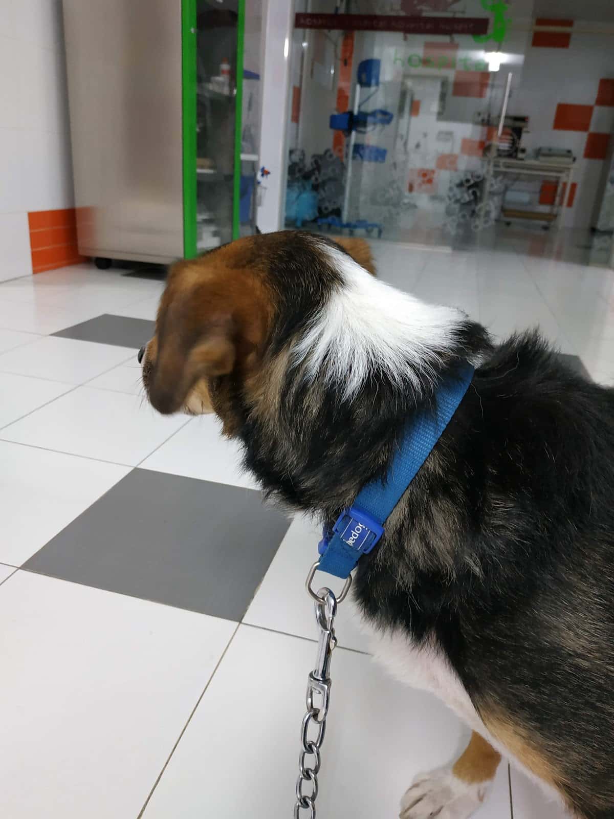 clinica veterinaria don can veterinario clinica barrio palencia en palencia en palencia principalImage ADOPTA Sitios Pet Friendly
