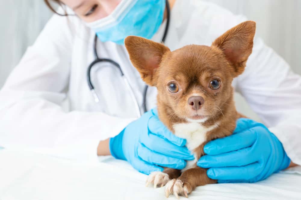 Clínica Veterinaria Cervera
