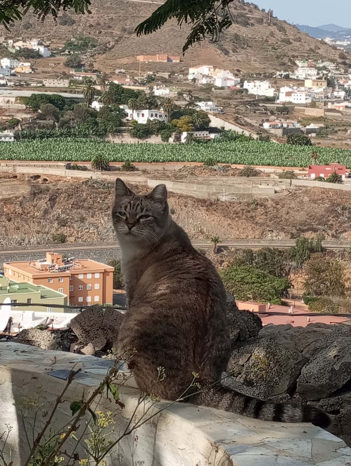Veterinaria Aguilera Mogán