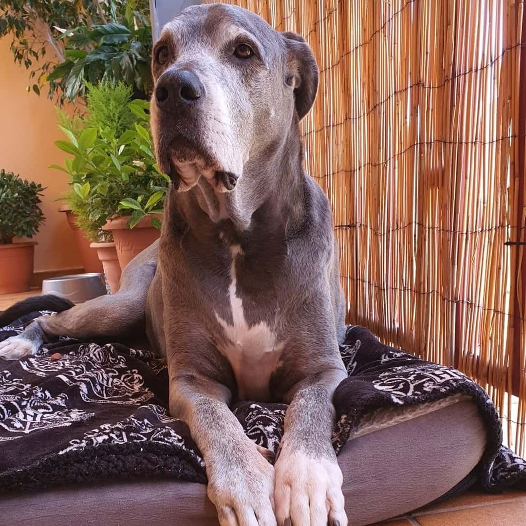 Veterinaria Aguilera Mogán