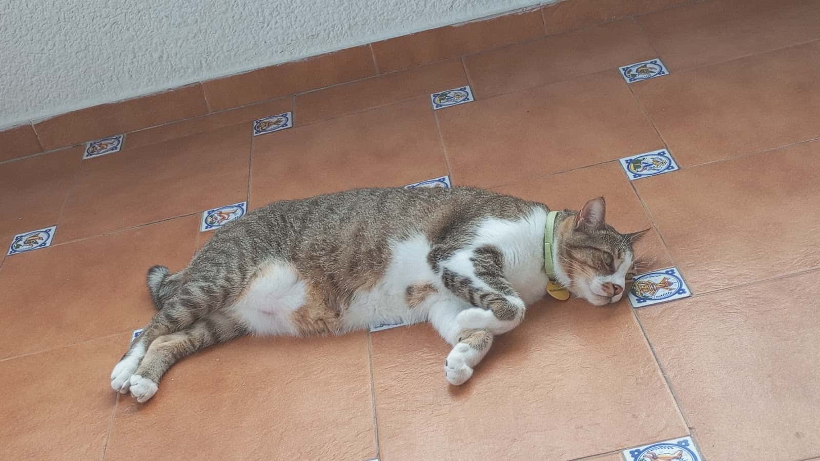 Veterinaria Aguilera Mogán
