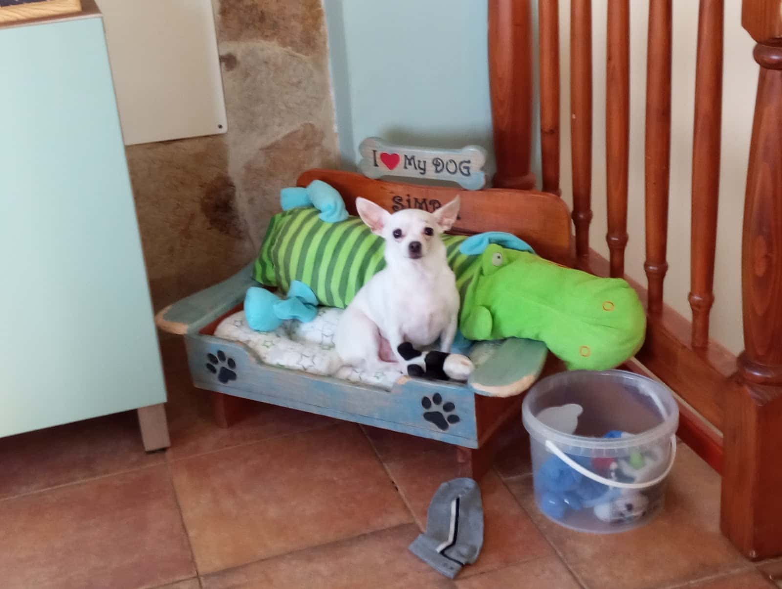 veterinaria aguilera mogan veterinario centro en mogan en las palmas principalImage ADOPTA Sitios Pet Friendly