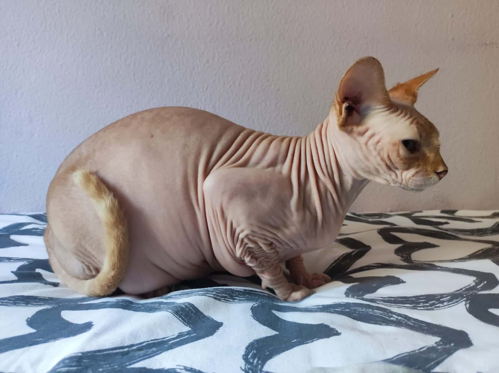 Clinica Veterinaria Mora, La Aldea