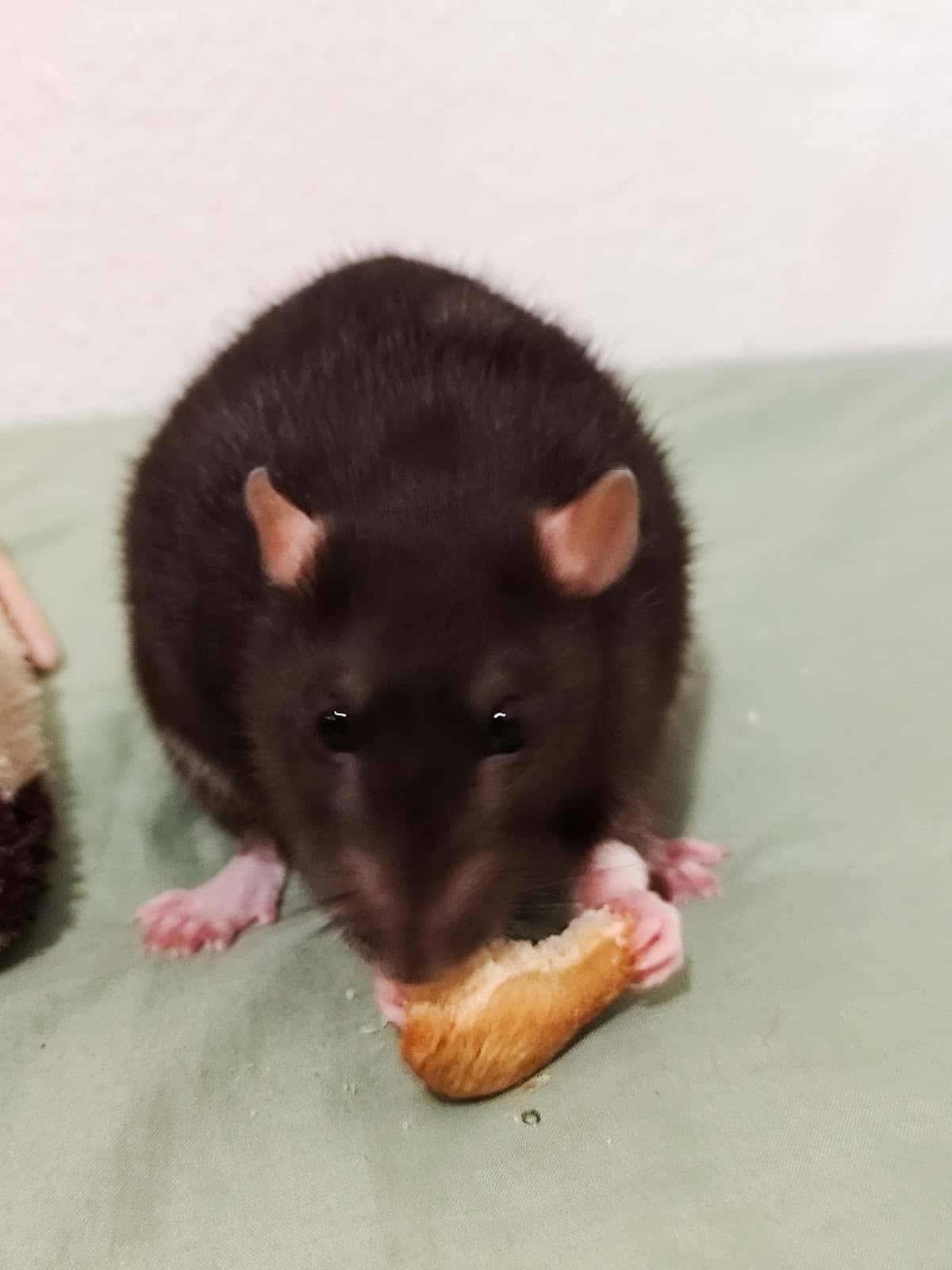Clínica Veterinaria Marpequeña