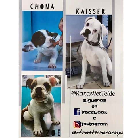 Centro Veterinario Razas-Telde