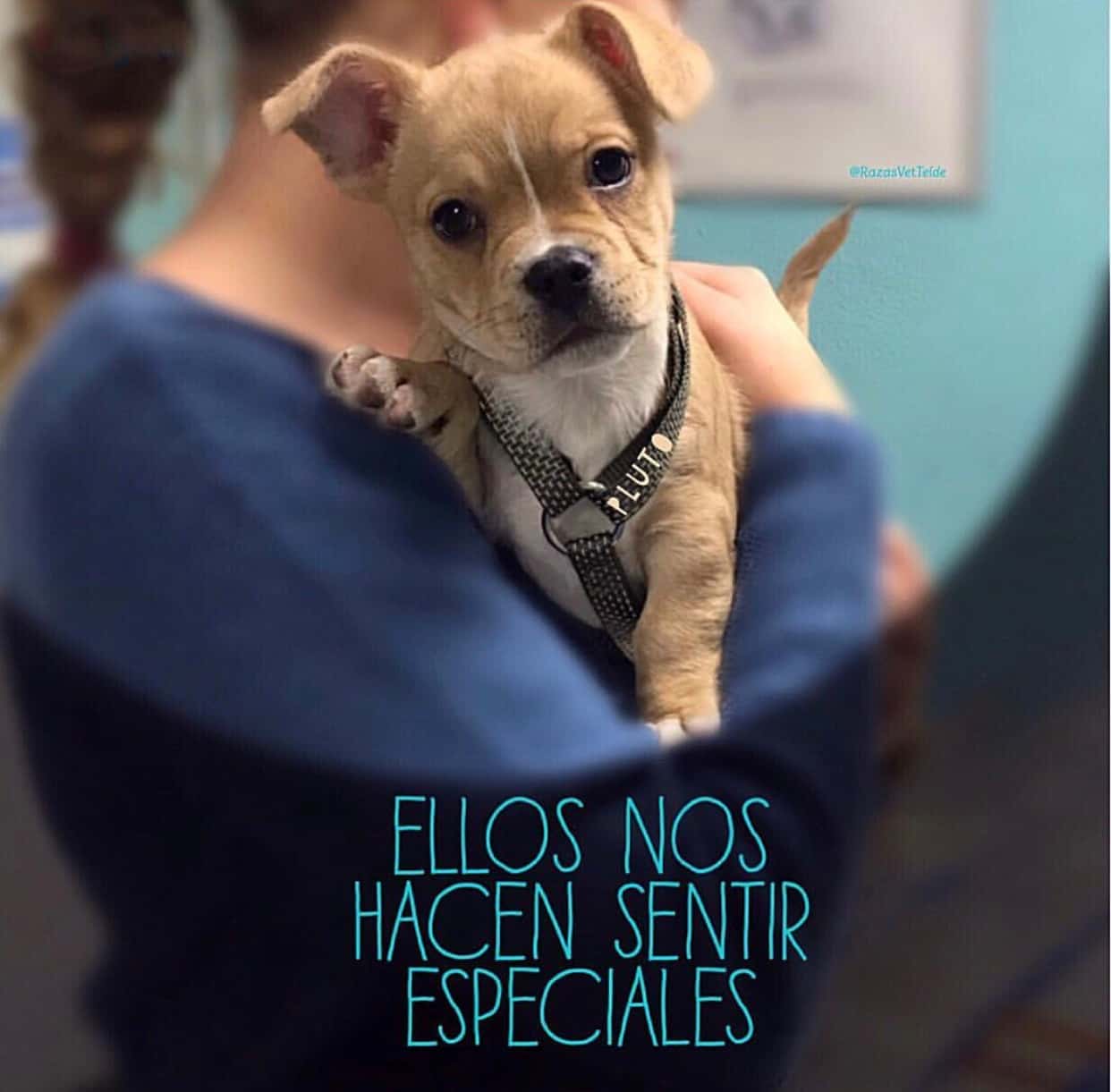 Centro Veterinario Razas-Telde
