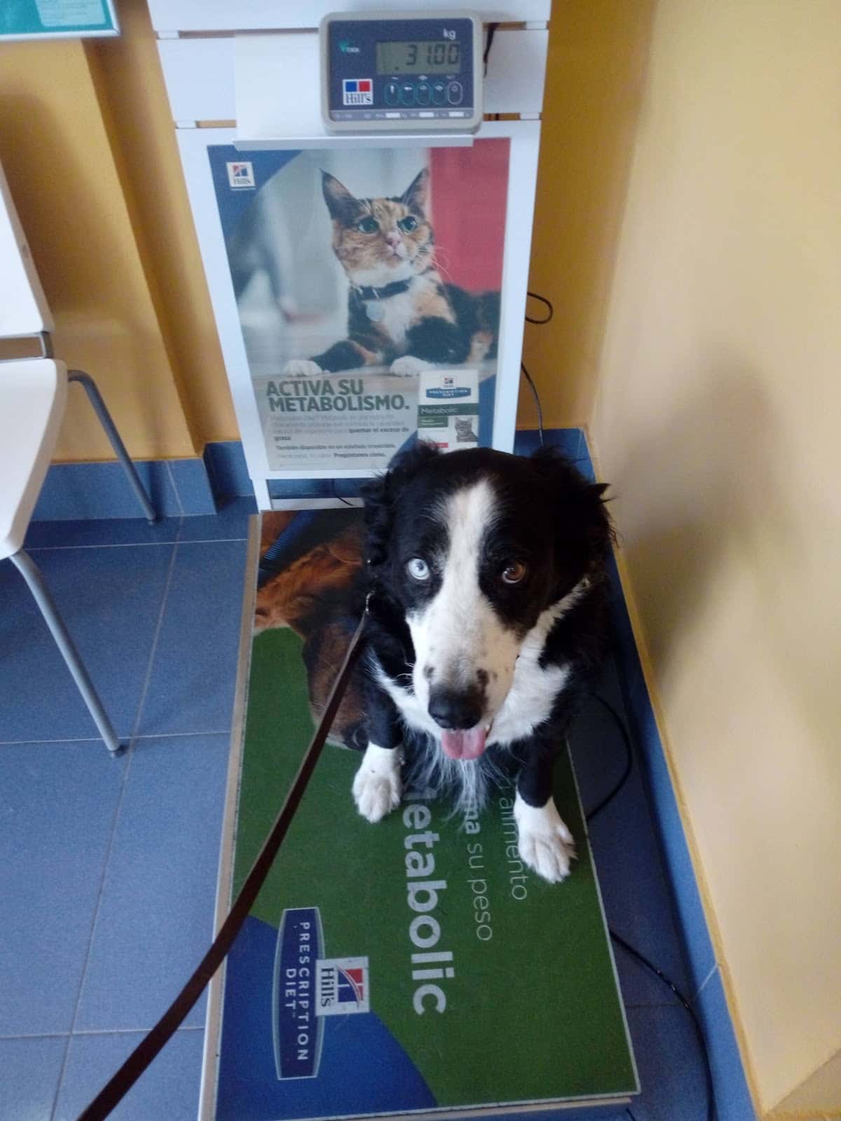 Veterinaria Ingenio Pilar Rodríguez Hernández