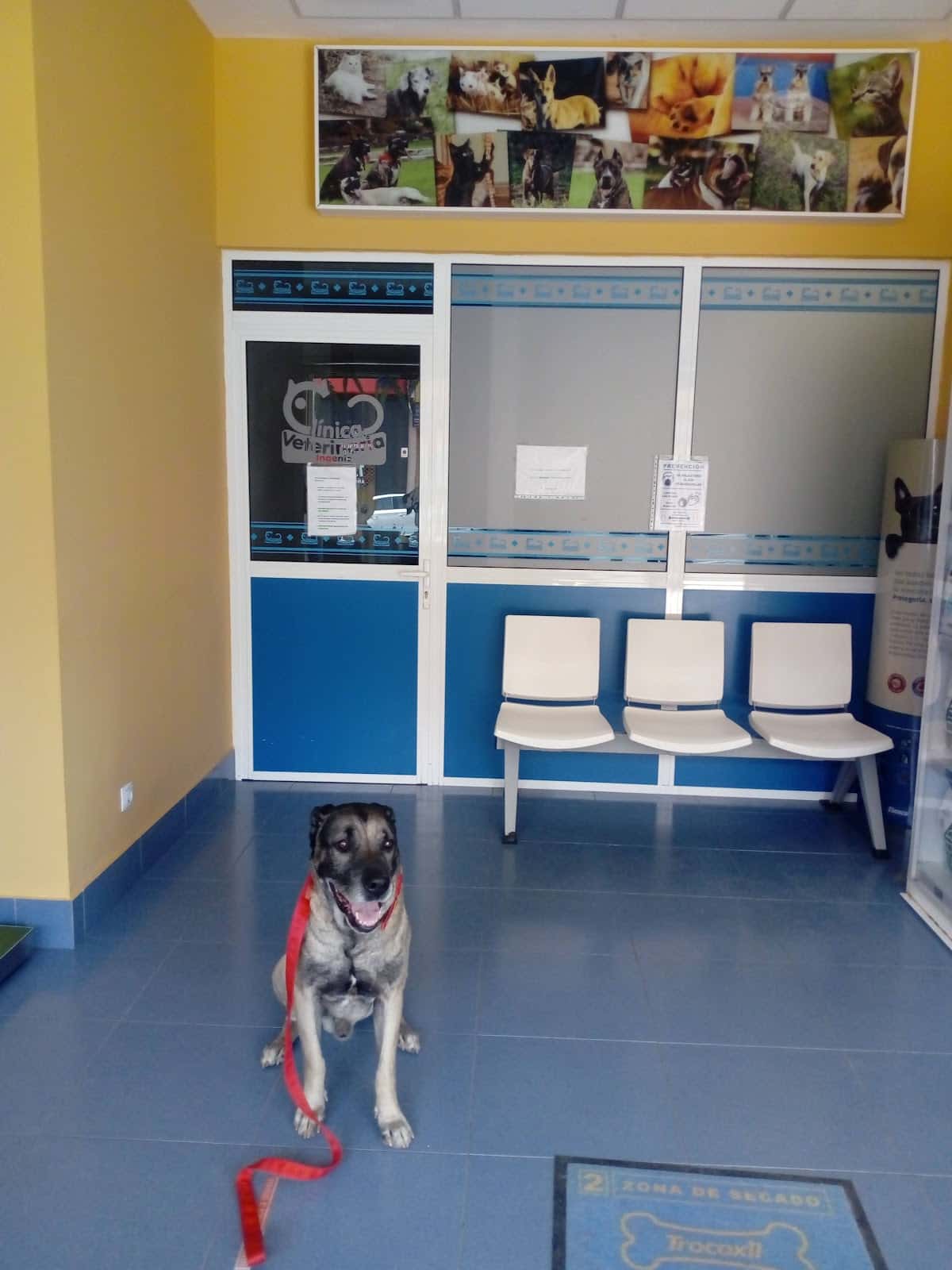 Veterinaria Ingenio Pilar Rodríguez Hernández