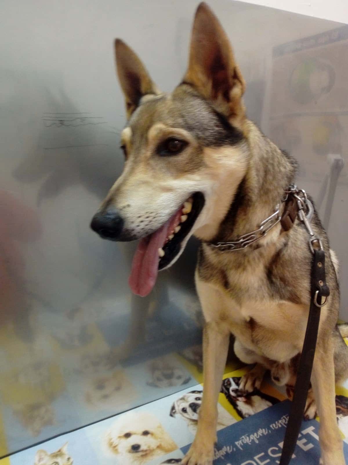 Veterinaria Ingenio Pilar Rodríguez Hernández