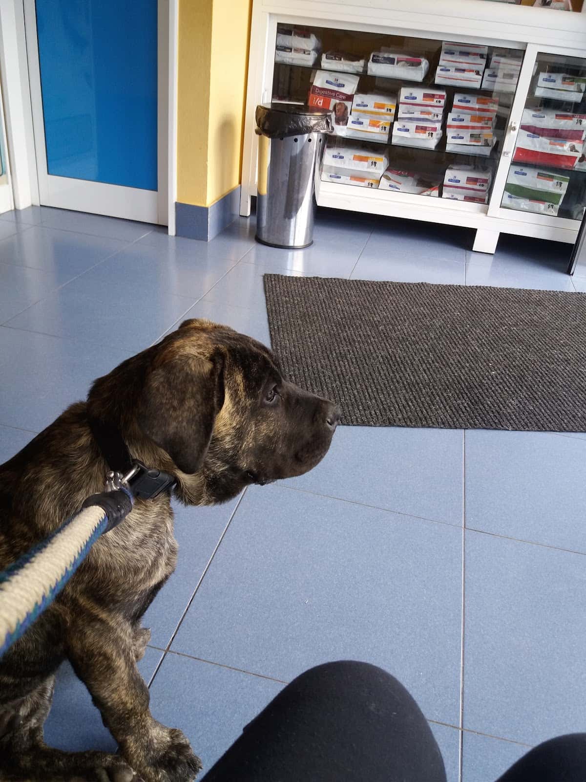 Veterinaria Ingenio Pilar Rodríguez Hernández
