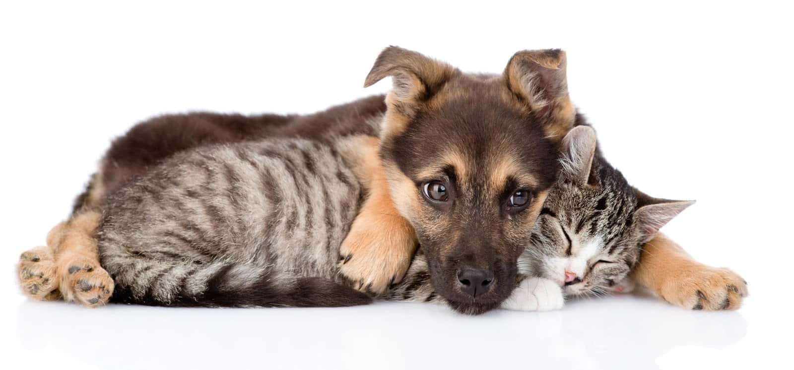 medivet 24 horas benartemi veterinario centro en vecindario en las palmas principalImage ADOPTA Sitios Pet Friendly