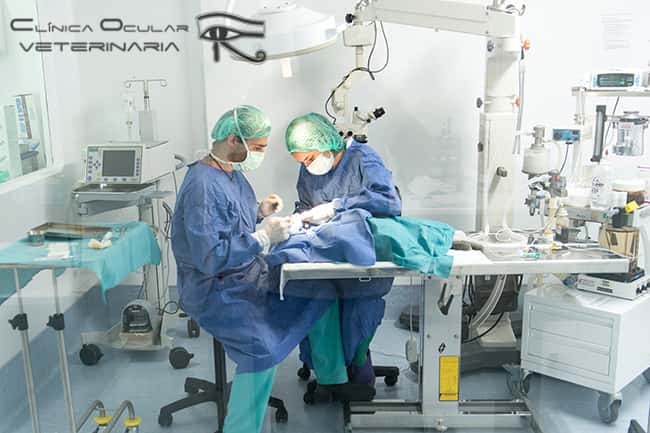 Clínica Ocular Veterinaria