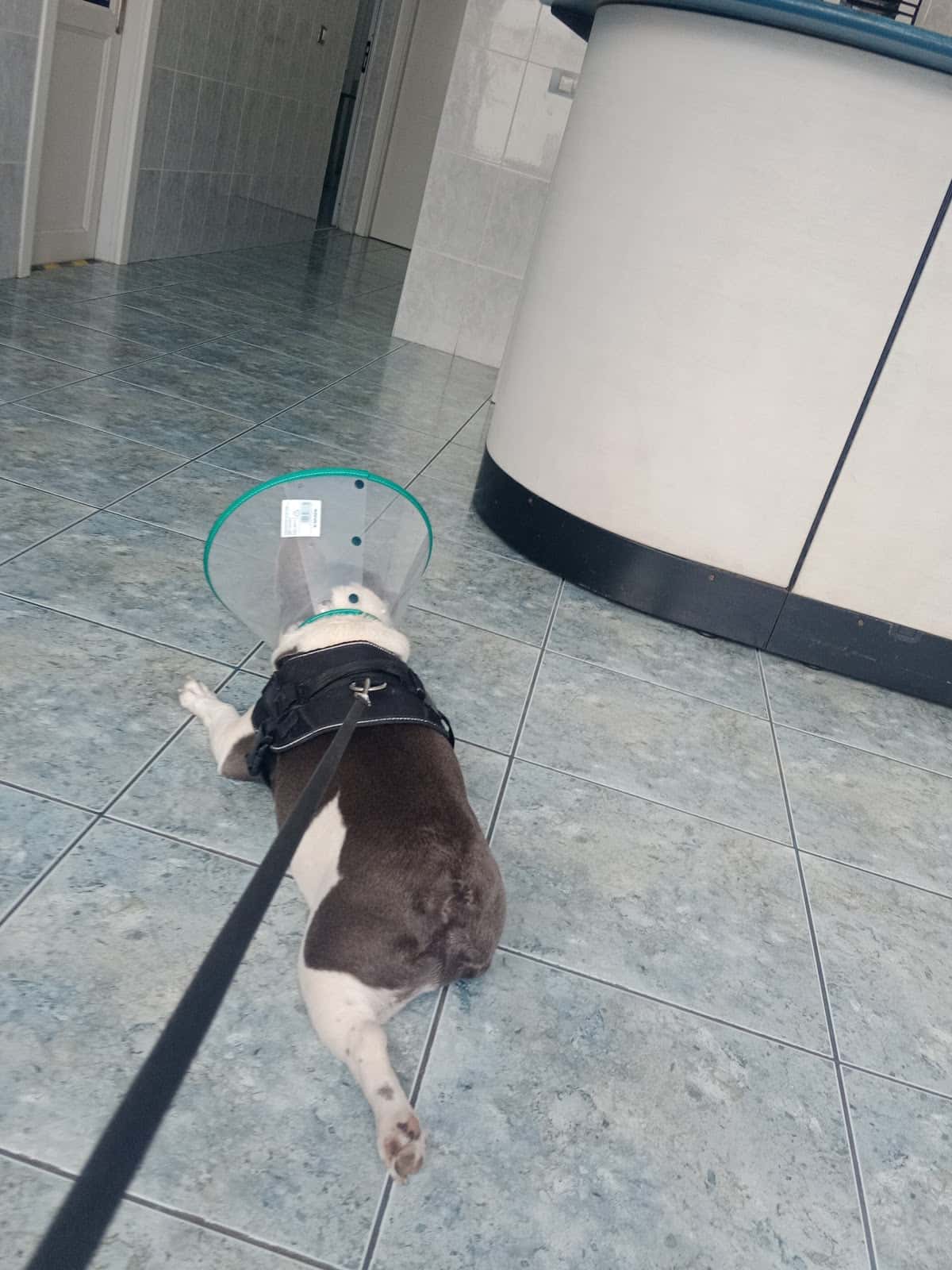 Clínica Ocular Veterinaria
