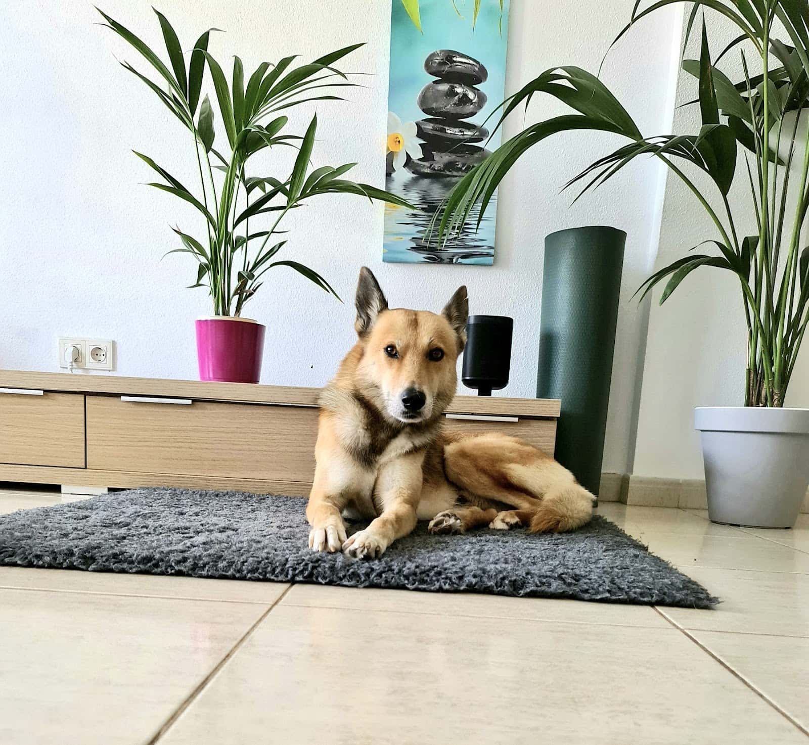 centro veterinario tucan veterinario centro en vecindario en las palmas principalImage ADOPTA Sitios Pet Friendly