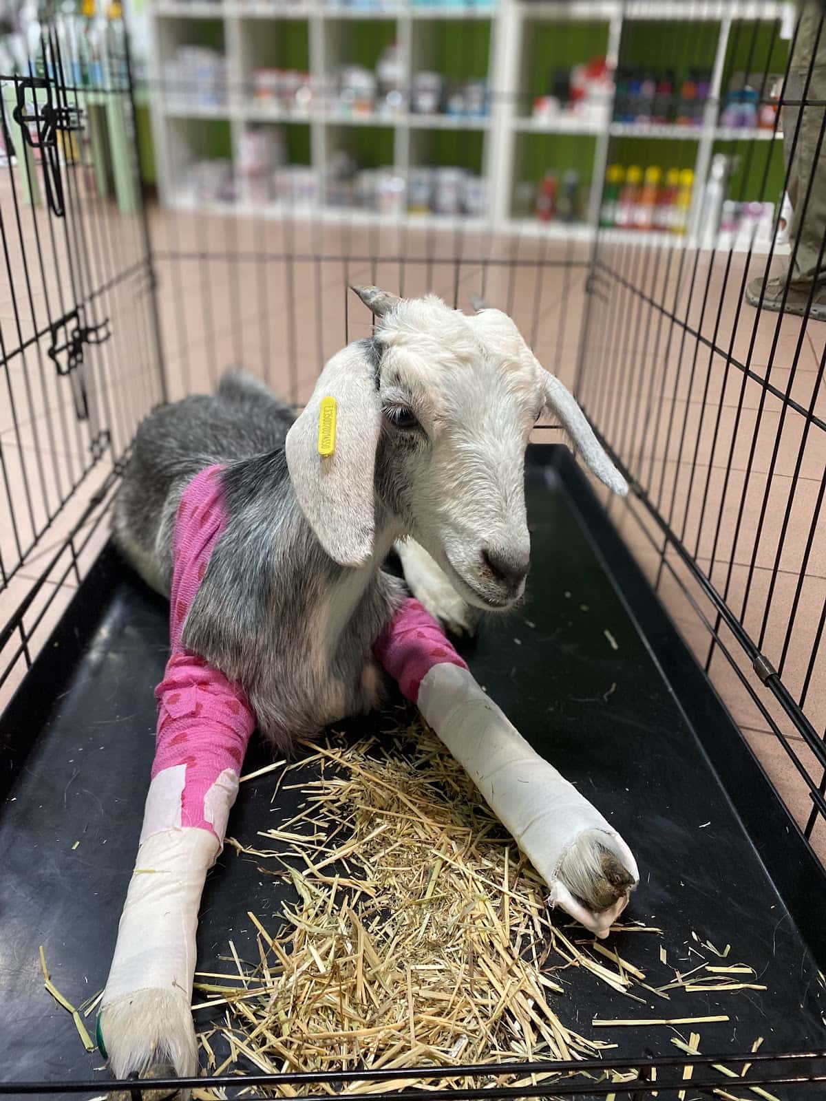 Clínica Veterinaria La Plaza