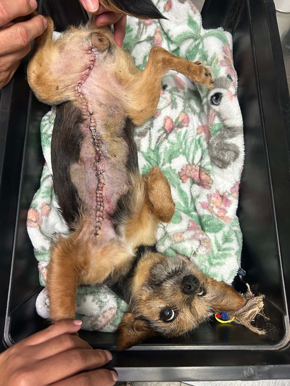 Clínica Veterinaria Vecindario