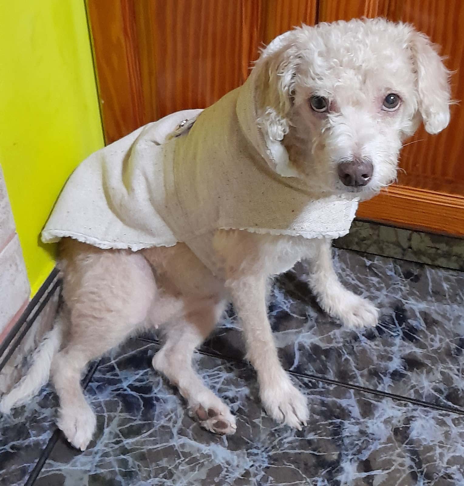 Clínica Veterinaria Vecindario