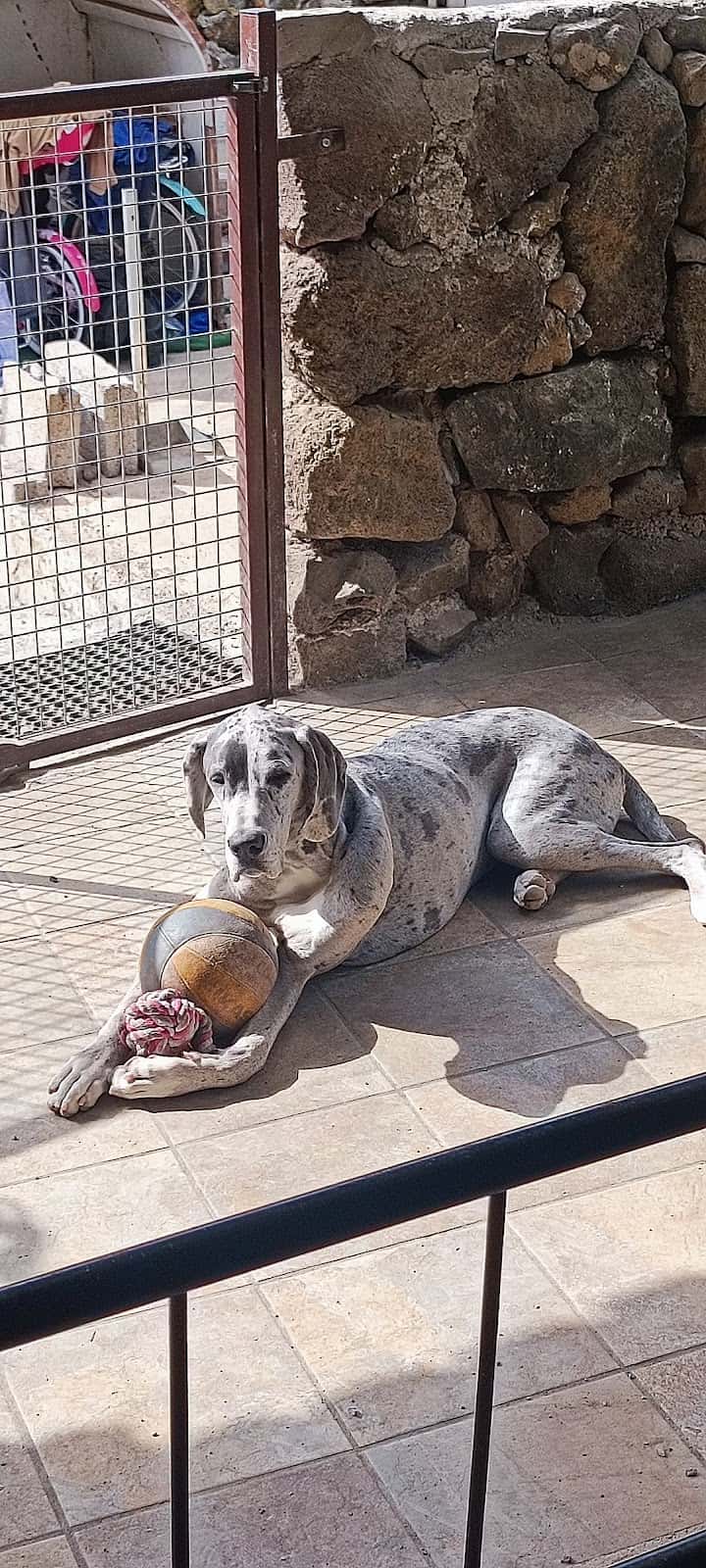 Centro Veterinario Cania